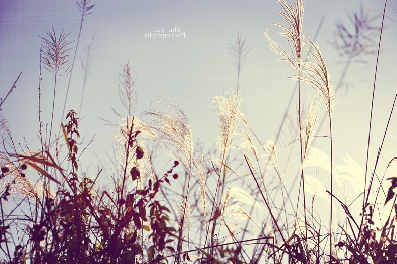 春光无限好&nbsp;&nbsp;切莫负流年（花园煤矿&nbsp;&nbsp;陈凤阁）
