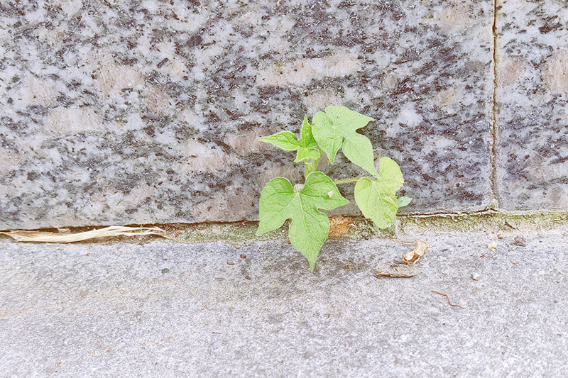 1628754558244112.jpg 4ead39e2f2e8e742818533dcf7ee58f.jpg