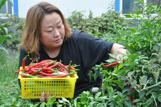 花园煤矿“绿色菜园”喜获丰收